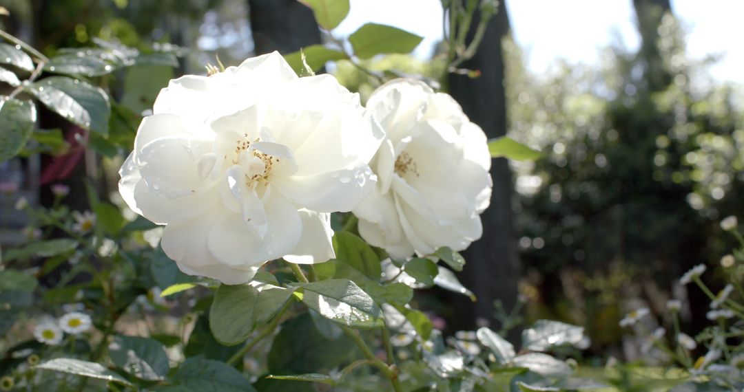 Beautiful white roses growing in sunny garden - Free Images, Stock Photos and Pictures on Pikwizard.com