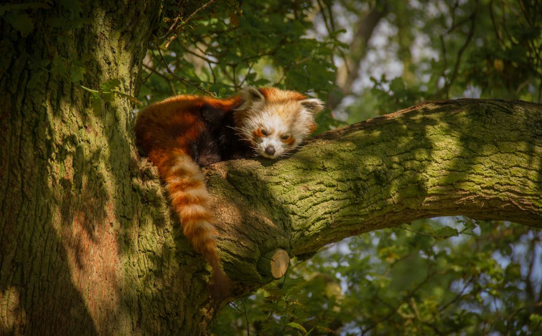 Red Panda Sleeping on Tree Branch in Sunlight - Free Images, Stock Photos and Pictures on Pikwizard.com