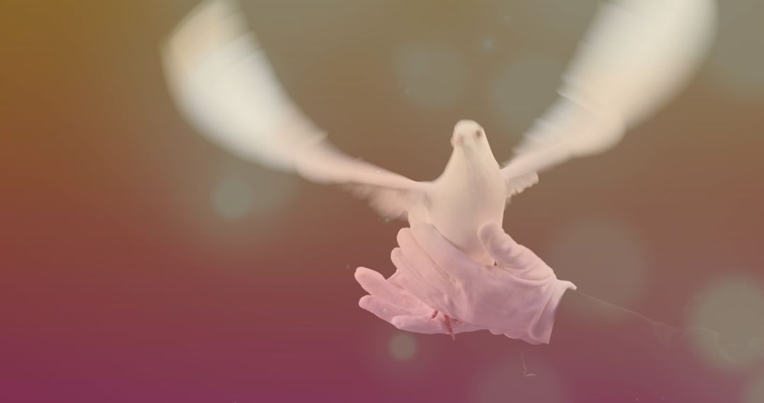 Pigeon Released from Gloved Hand Symbolizing Freedom and Peace