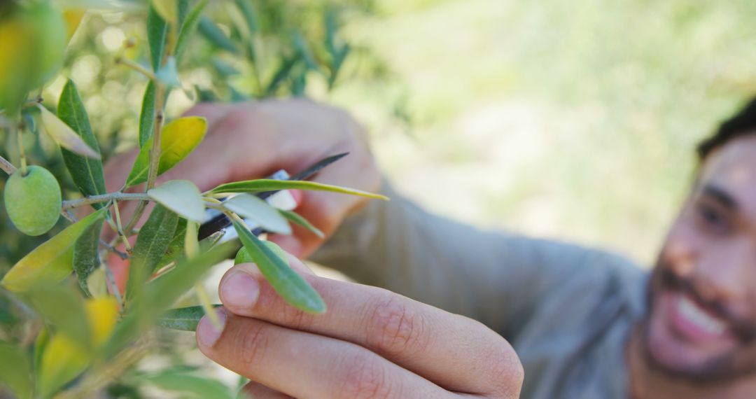 Farmer Harvesting Olives from Olive Tree Branch Close-up - Free Images, Stock Photos and Pictures on Pikwizard.com