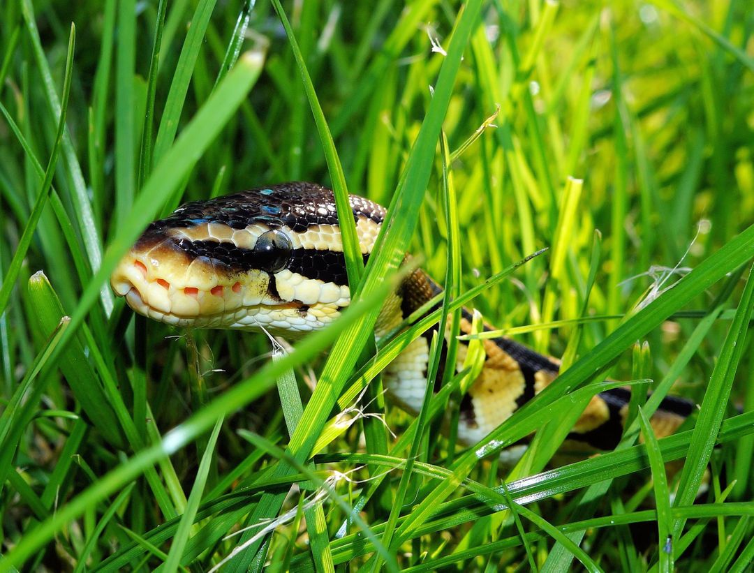 Black Yellow Snake on Green Grass - Free Images, Stock Photos and Pictures on Pikwizard.com
