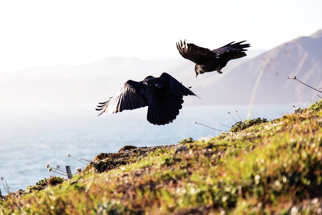 Two Ravens Taking Flight Over Coastal Cliffline with Ocean and Distant Mountains