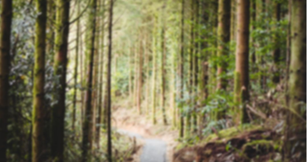 Blurred Forest Pathway Amid Tall Trees