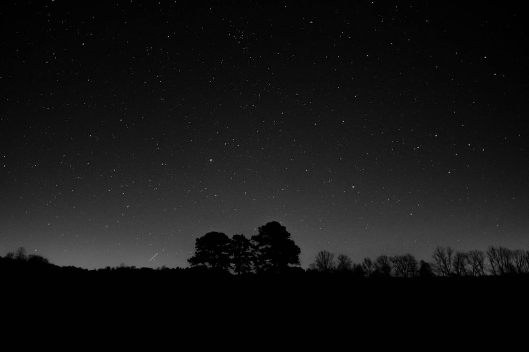 Starry Night Sky with Silhouetted Trees - Free Images, Stock Photos and Pictures on Pikwizard.com