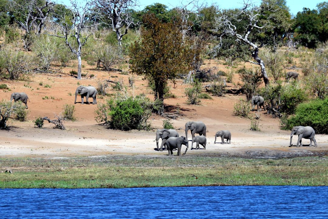 Africa botswana chobe elephants - Free Images, Stock Photos and Pictures on Pikwizard.com
