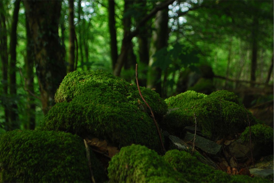 Green moss forest  - Free Images, Stock Photos and Pictures on Pikwizard.com