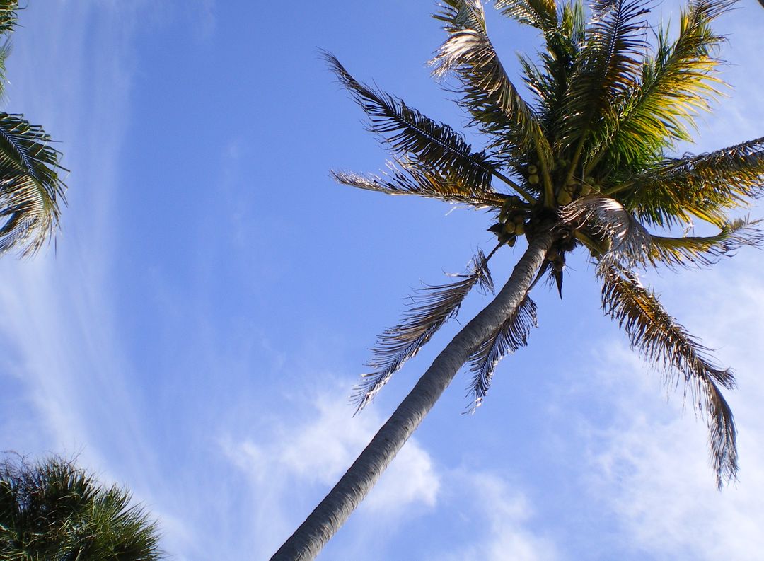 Tropical Palm Trees against Bright Blue Sky - Free Images, Stock Photos and Pictures on Pikwizard.com