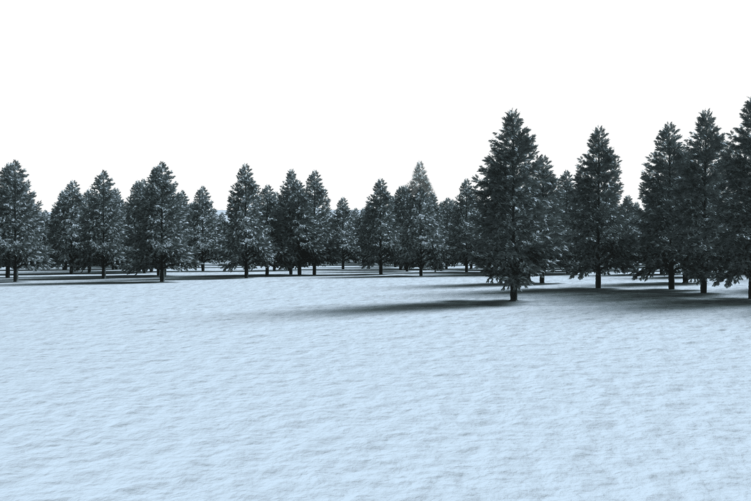 Winter Forest of Fir Trees on Transparent Background