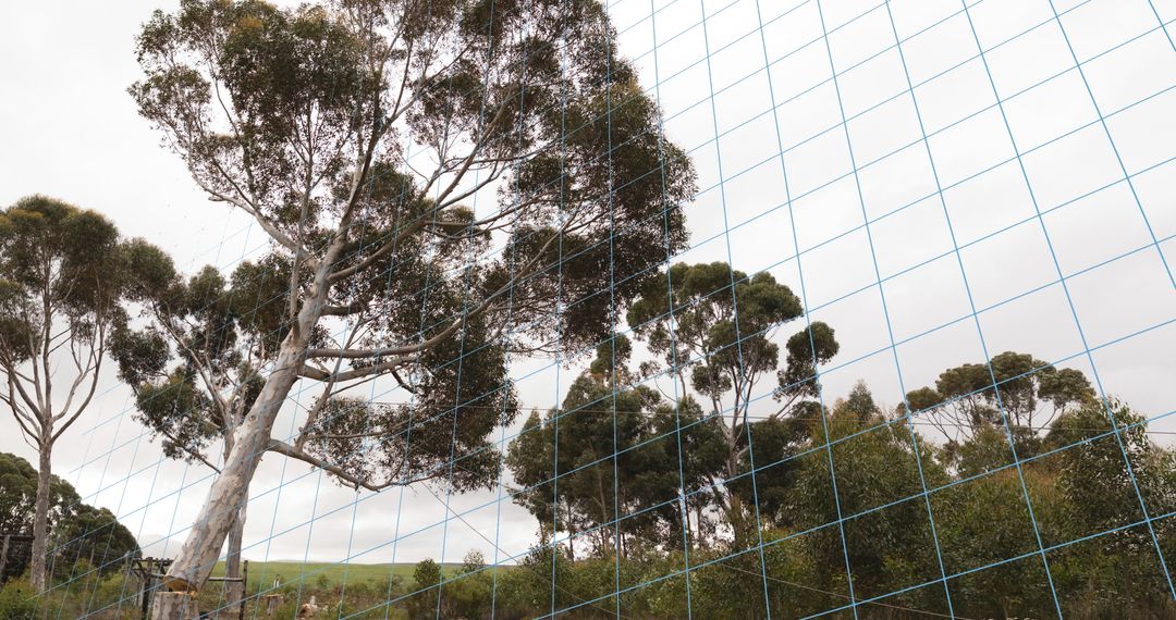 Majestic Eucalyptus Trees Behind Blue Netting with Overcast Sky