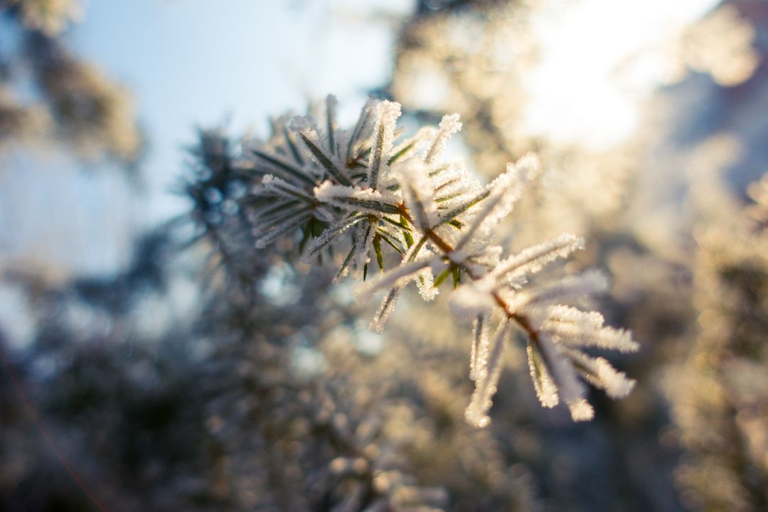 Close-up of Snow Frost on Pine Tree Branches in Winter Sunlight - Free Images, Stock Photos and Pictures on Pikwizard.com