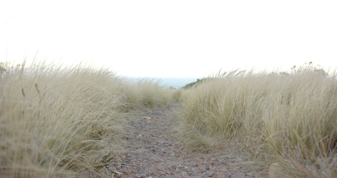 Rocky Path through Tall Grasses in Wilderness Hike Adventure