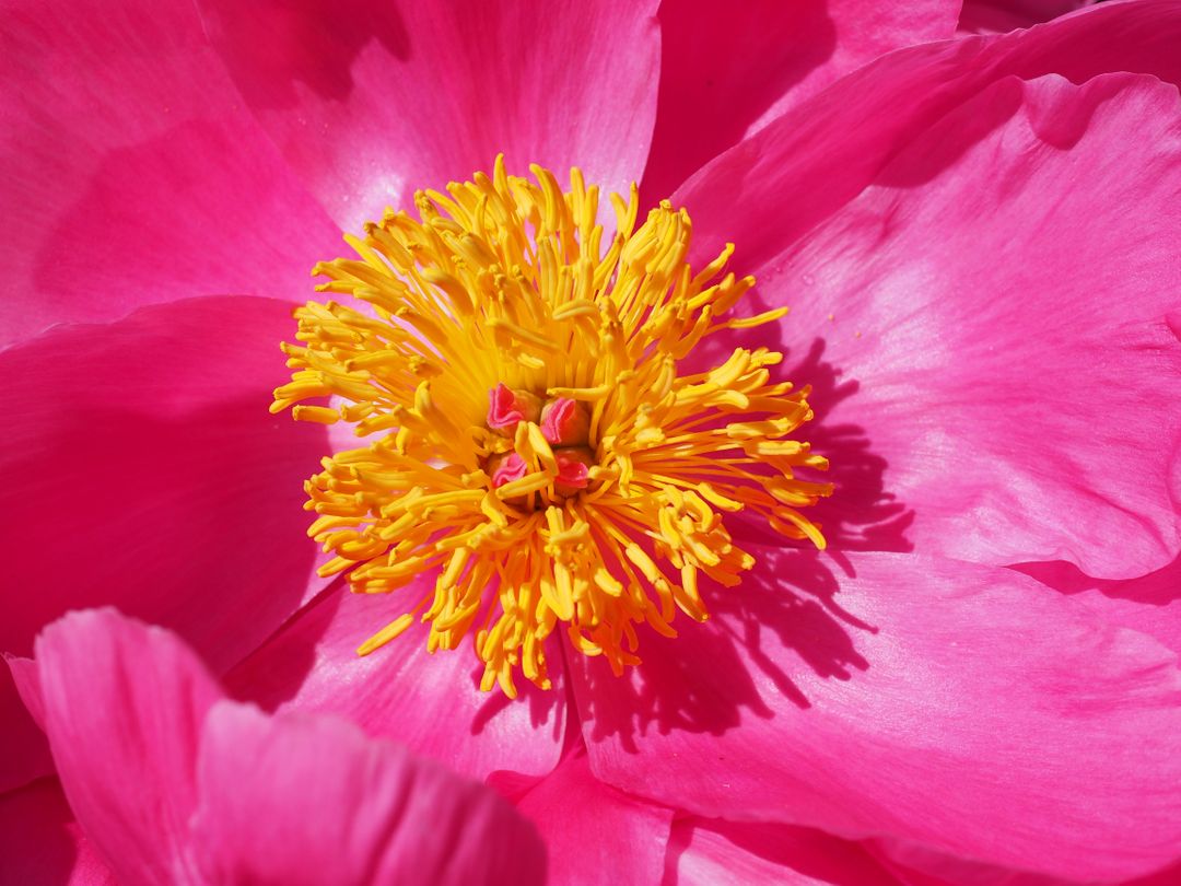 Close-Up of Vibrant Pink Flower with Yellow Stamen - Free Images, Stock Photos and Pictures on Pikwizard.com