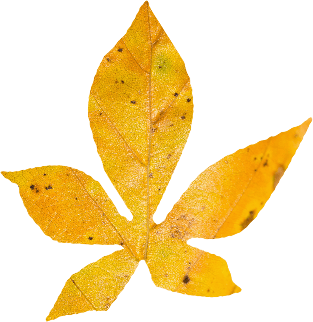 Transparent Yellow Autumn Leaf Close-Up Isolated on White Background