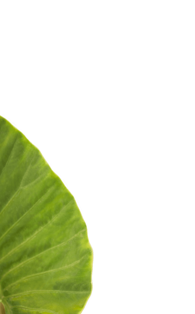 Transparent Fresh Green Leaf Illustration with Copy Space