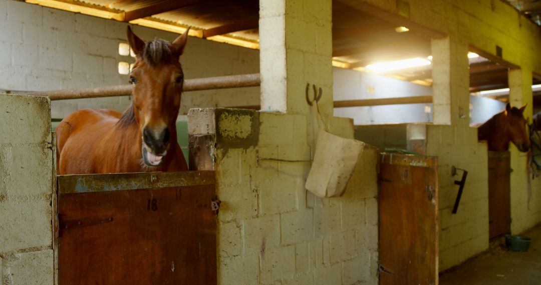 Two brown horses in stables with copy space - Free Images, Stock Photos and Pictures on Pikwizard.com