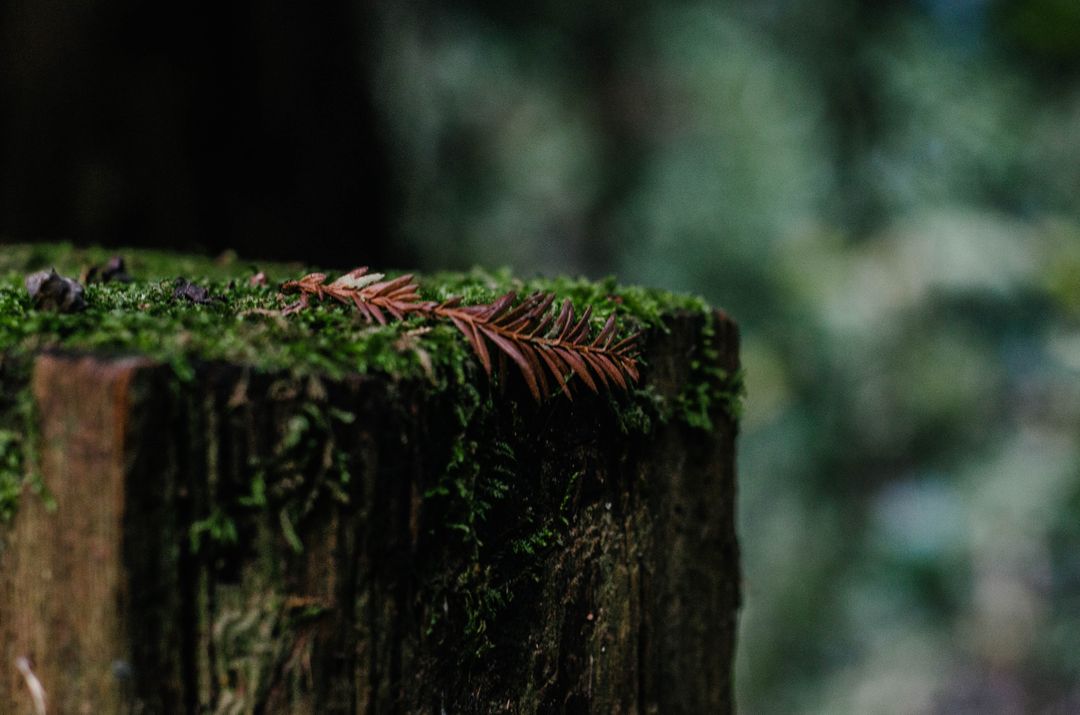 Moss-Covered Tree Stump with Pine Needle in Forest - Free Images, Stock Photos and Pictures on Pikwizard.com