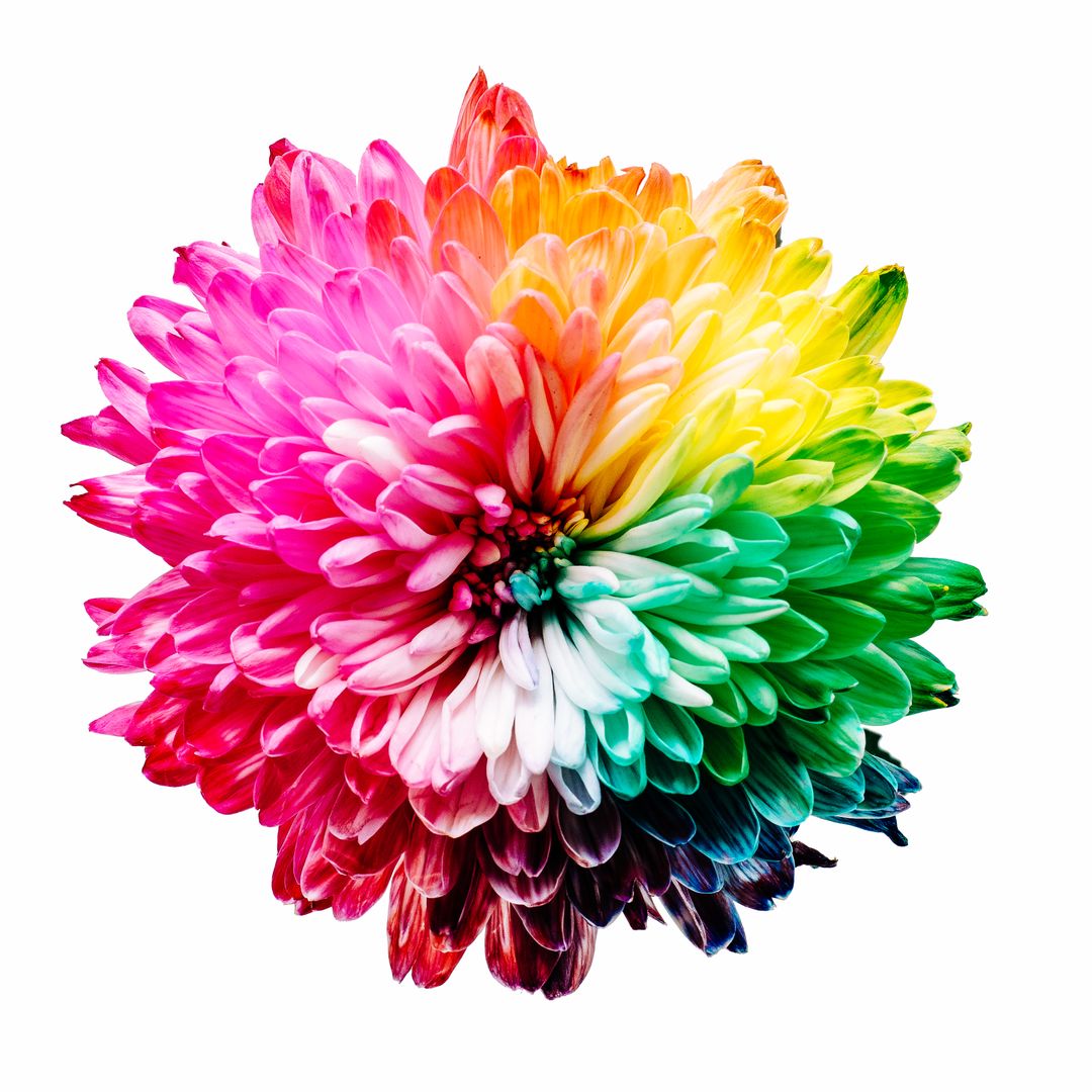 Bright Multicolored Flower Isolated on White Background - Free Images, Stock Photos and Pictures on Pikwizard.com