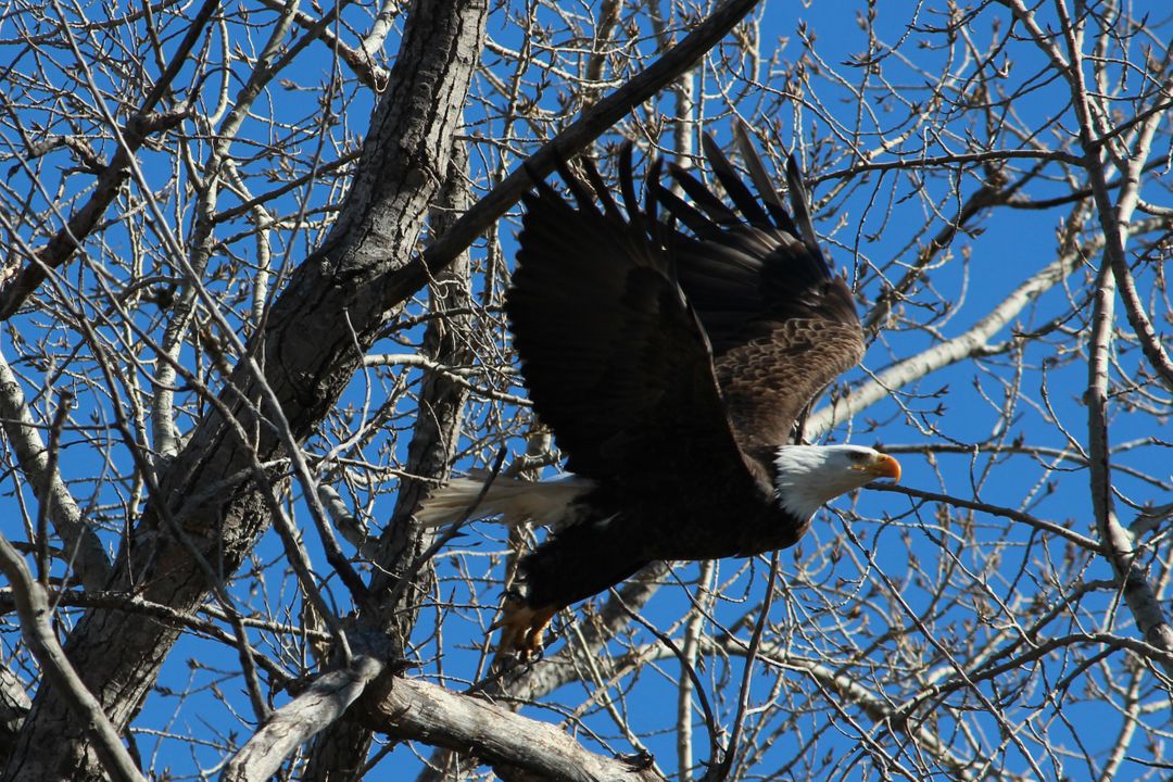 Bald Eagle Soaring Among Bare Tree Branches Under Bright Blue Sky - Free Images, Stock Photos and Pictures on Pikwizard.com