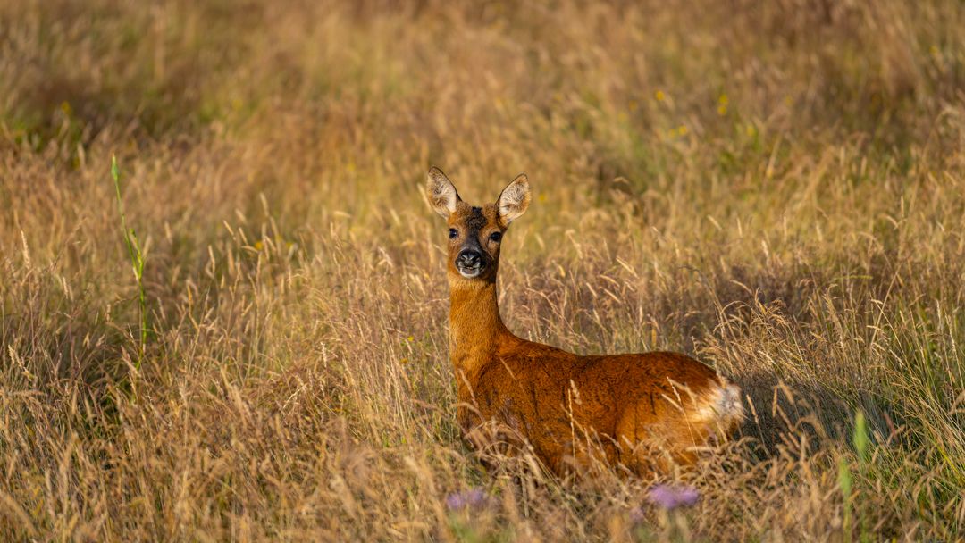 Alert Deer In Sunlit Meadow Surrounded By Tall Grasses