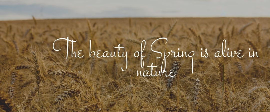 Serene Wheat Field Embracing Springtime Renewal