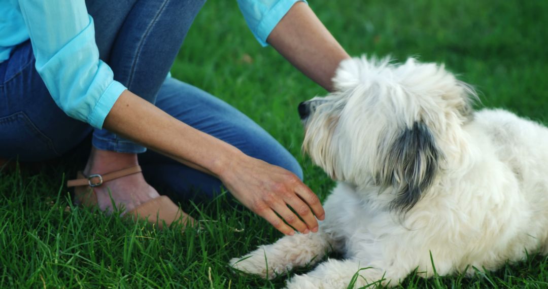 A middle-aged woman is interacting with a fluffy white dog on a lush green lawn, with copy space - Free Images, Stock Photos and Pictures on Pikwizard.com