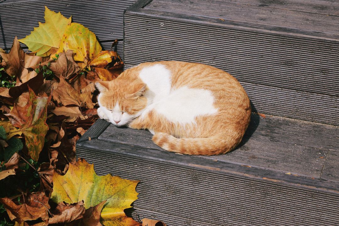 Ginger Cat Sleeping Outdoors on Wooden Steps in Autumn - Free Images, Stock Photos and Pictures on Pikwizard.com