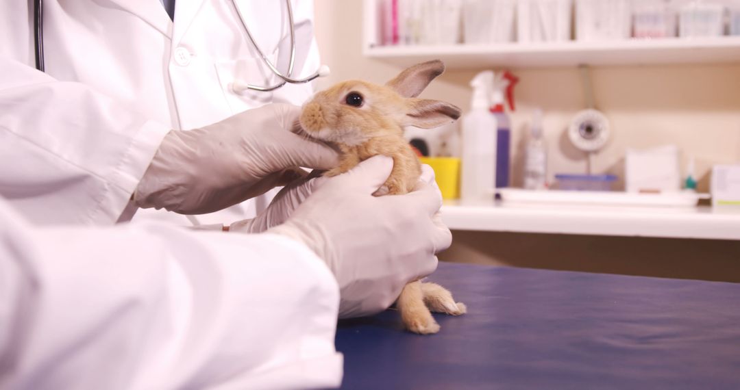 Veterinarian Examining Cute Rabbit in Clinic - Free Images, Stock Photos and Pictures on Pikwizard.com