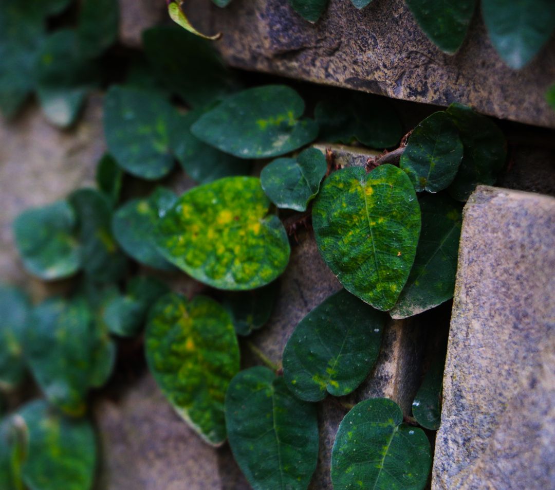 Close-Up of Ivy Leaves Growing on Stone Wall - Free Images, Stock Photos and Pictures on Pikwizard.com