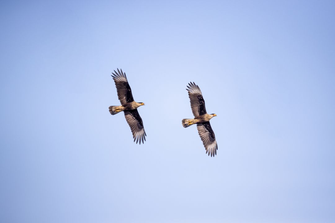 Two Crested Caracaras Soaring Over Clear Blue Sky with Outstretched Wings