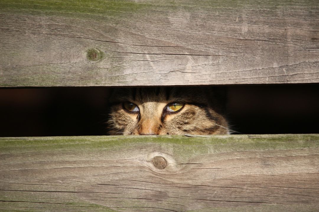 Cat with piercing eyes peeking through wooden fence planks - Free Images, Stock Photos and Pictures on Pikwizard.com