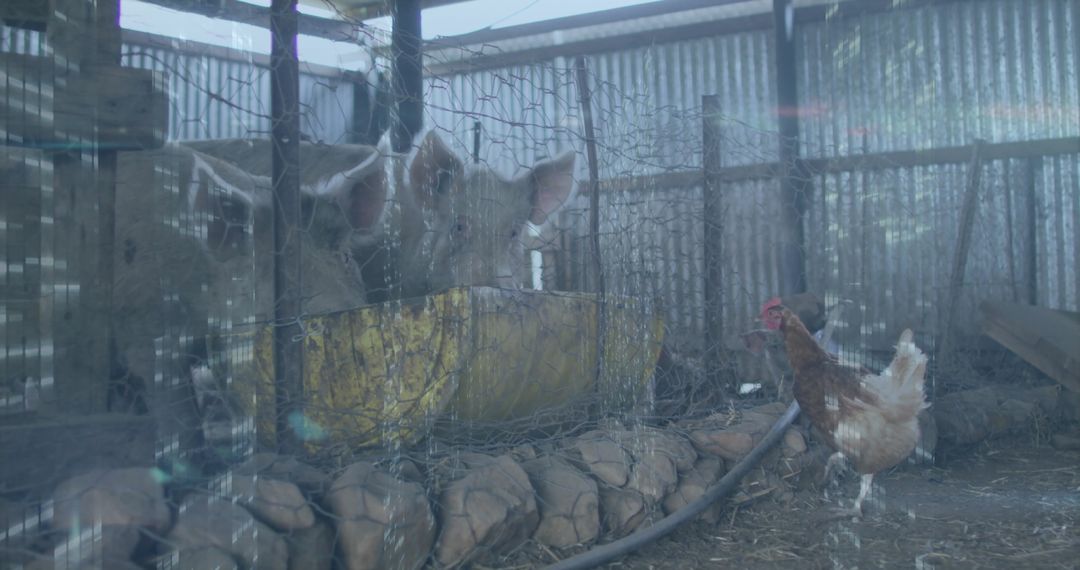 Rustic Farm Shelter with Pigs and Rooster