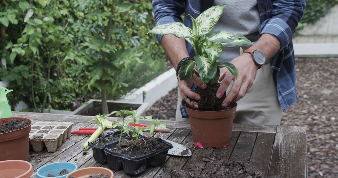 Man Repotting Houseplant Outdoors in Green Garden - Free Images, Stock Photos and Pictures on Pikwizard.com