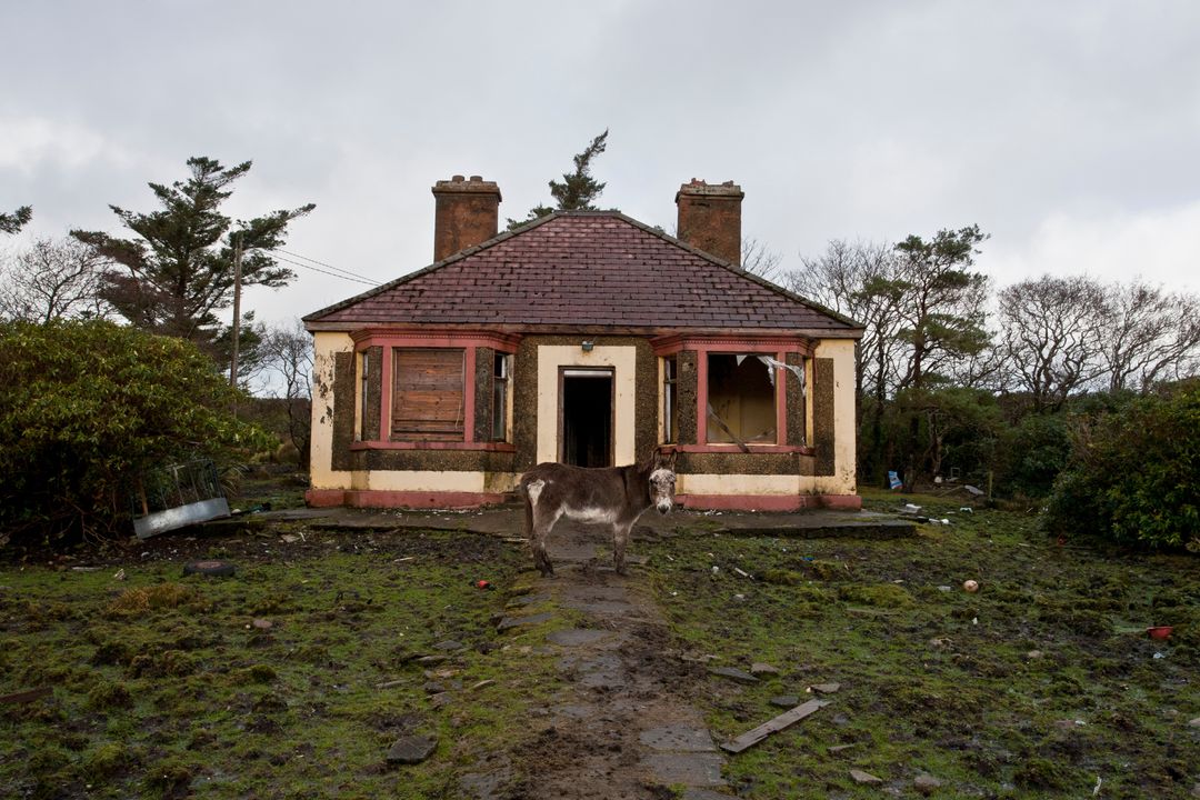 Donkey Standing in Front of Dilapidated Rural Bungalow with Boarded Windows and Muddy Yard