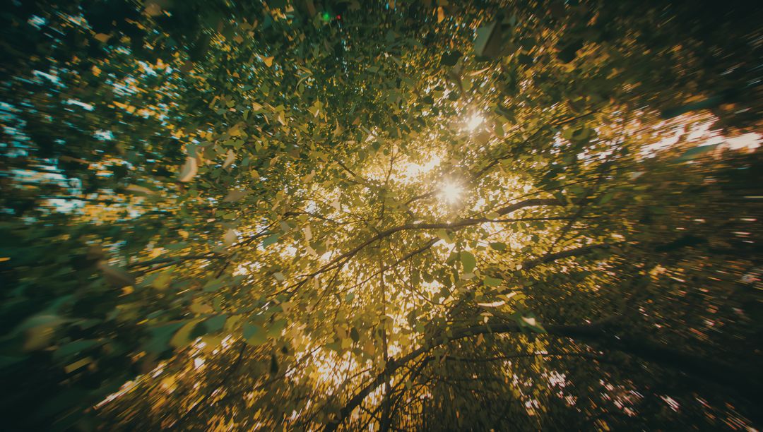 Sunlight Filtering Through Lush Green Forest Canopy