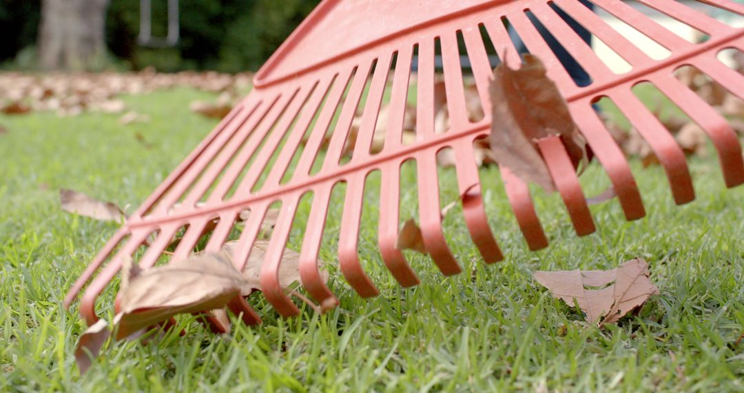 Close-up of Rake Gathering Autumn Leaves on Lawn