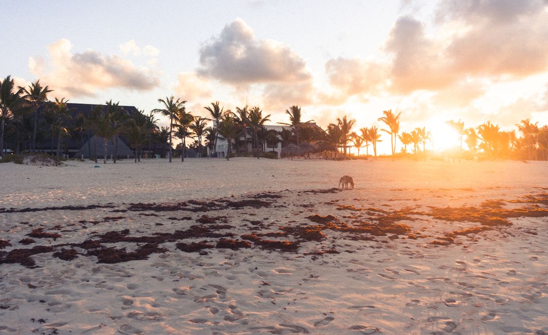 Sun Rising Over Tropical Resort Beach With Palm Tree Silhouettes and Wandering Dog