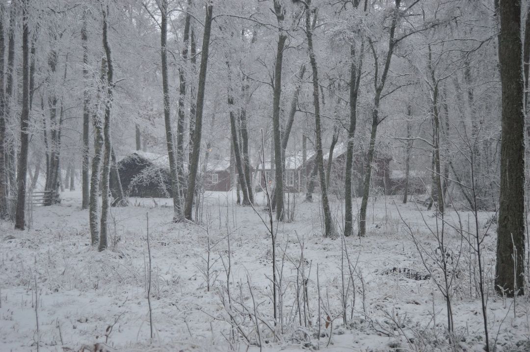 Secluded Winter Cabin in Snowy Forest - Free Images, Stock Photos and Pictures on Pikwizard.com