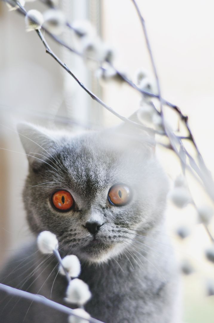 Curious Gray Cat with Intense Eyes by Window Branches - Free Images, Stock Photos and Pictures on Pikwizard.com