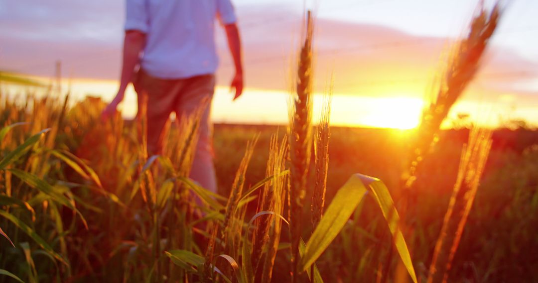 A middle-aged man walks through a field of tall grass during a vibrant sunset, with copy space - Free Images, Stock Photos and Pictures on Pikwizard.com