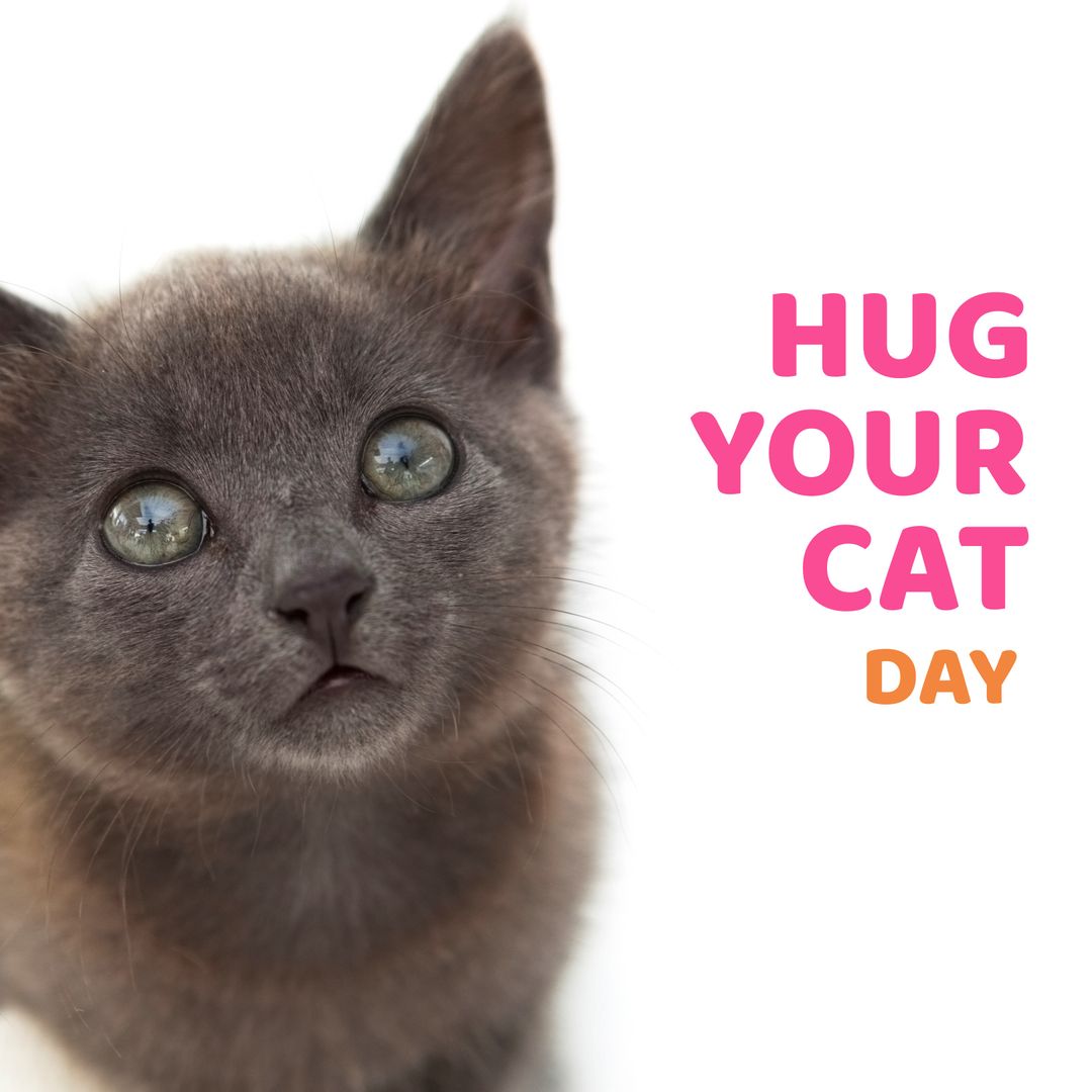 Hug Your Cat Day: Portrait of Adorable Gray Kitten