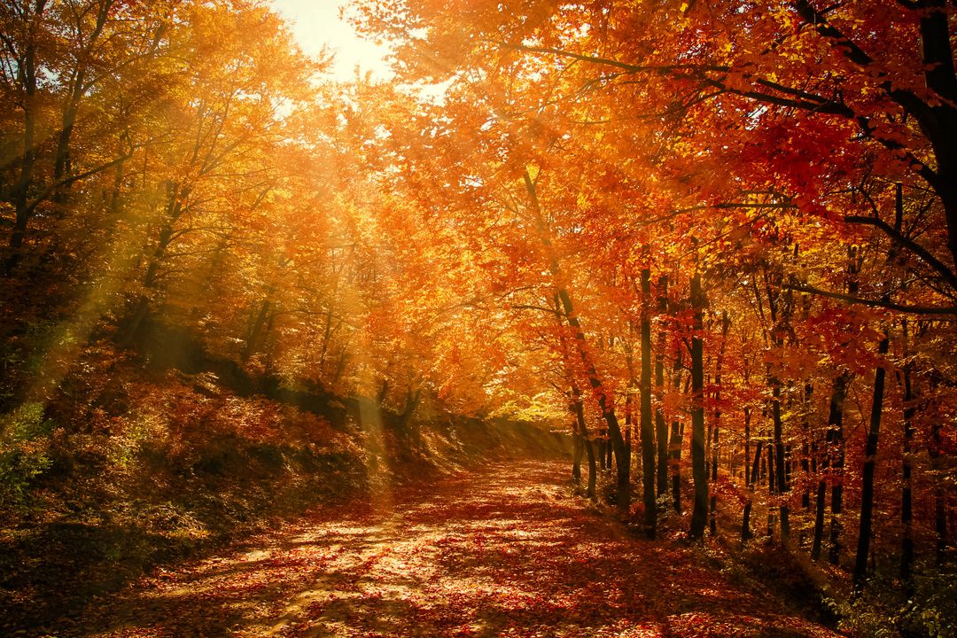 Scenic Autumn Forest Path with Golden Sunrise Rays - Free Images, Stock Photos and Pictures on Pikwizard.com
