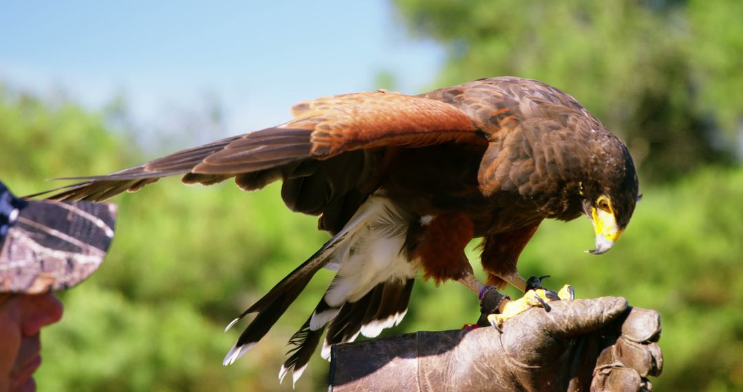 Falcon Perched on Gloved Hand in Natural Setting - Free Images, Stock Photos and Pictures on Pikwizard.com