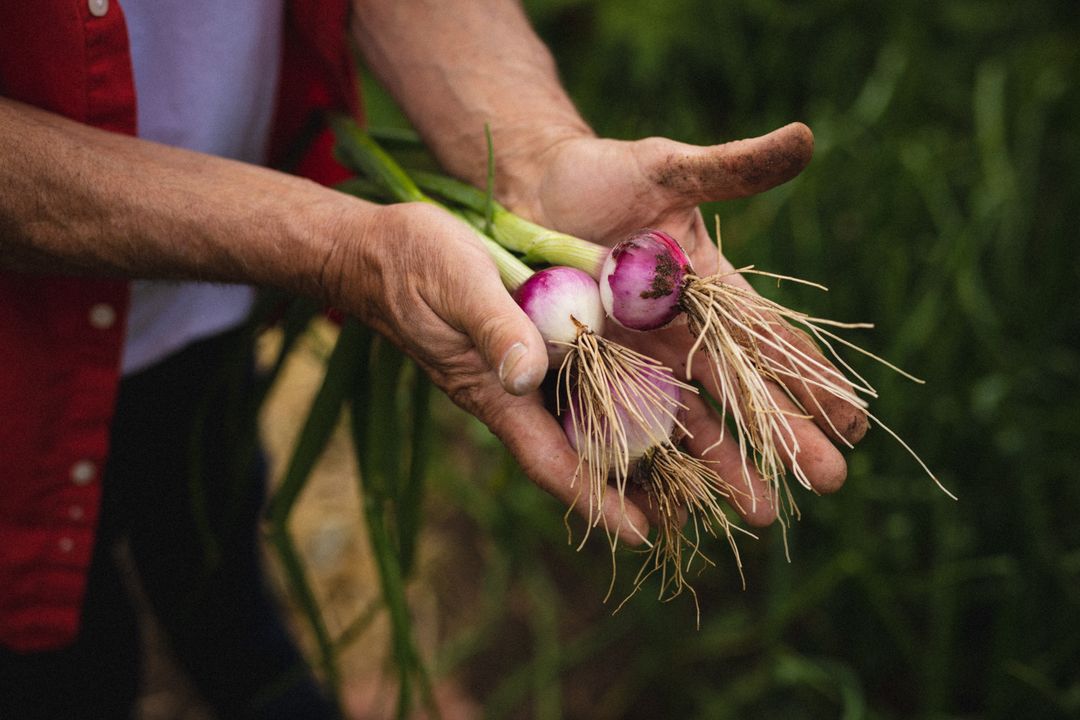 Close up view of hands of a man holding onions in the farm - Free Images, Stock Photos and Pictures on Pikwizard.com