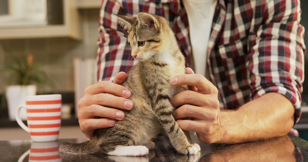 Close-up of young man stroking his pet cat in the kitchen 4K 4k - Free Images, Stock Photos and Pictures on Pikwizard.com