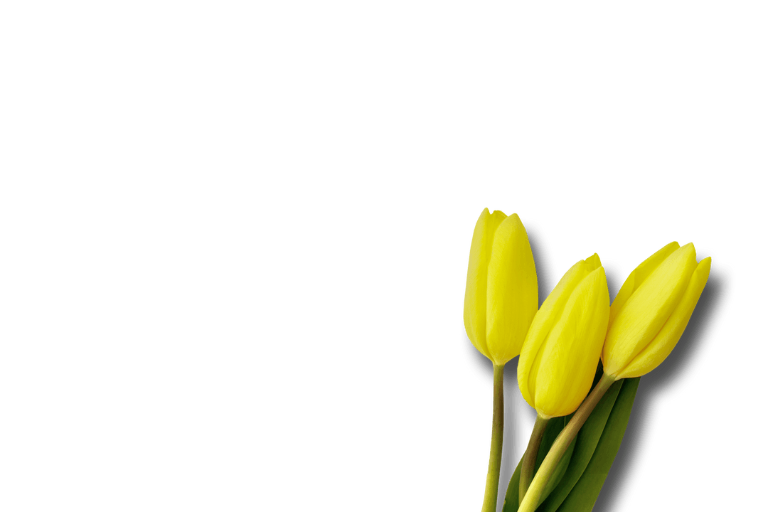 Vibrant Yellow Tulips on Transparent Background Vector Illustration