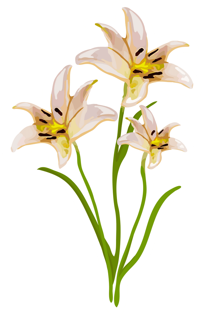 Elegant Blooming Lilies with Transparent Background for Decor