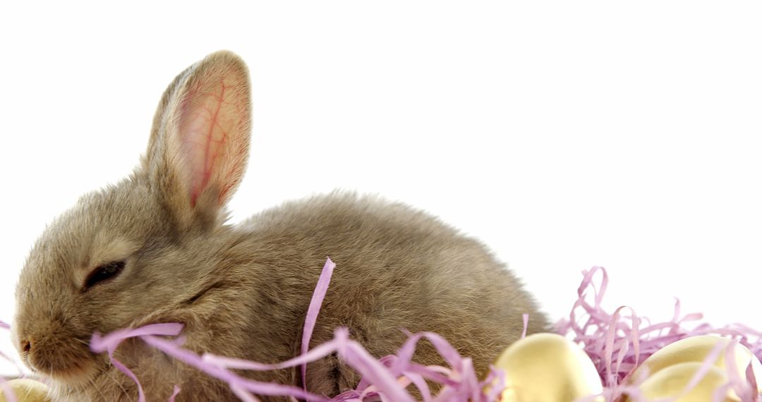 A young rabbit is nestled among pastel-colored Easter decorations, with copy space - Free Images, Stock Photos and Pictures on Pikwizard.com