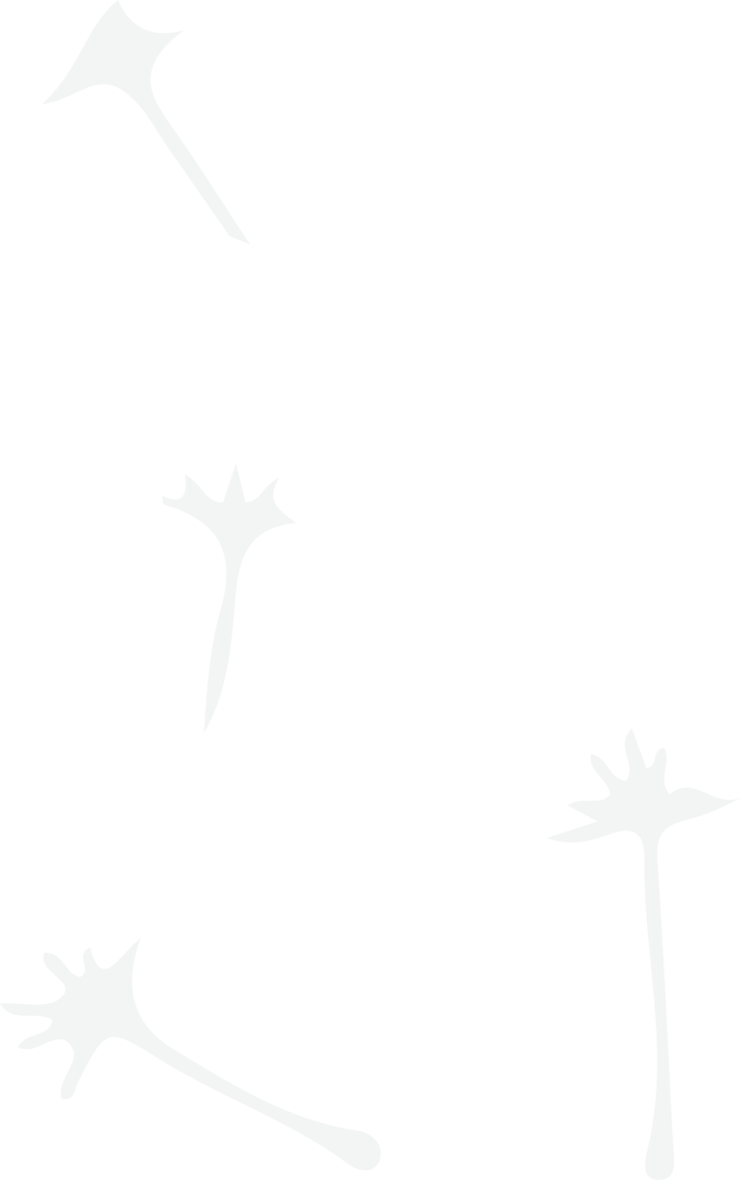 Stylized Seed Shapes on Transparent Background Minimalist Design