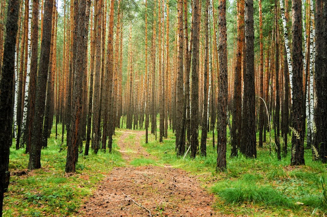 Misty Pine Forest Pathway - Free Images, Stock Photos and Pictures on Pikwizard.com