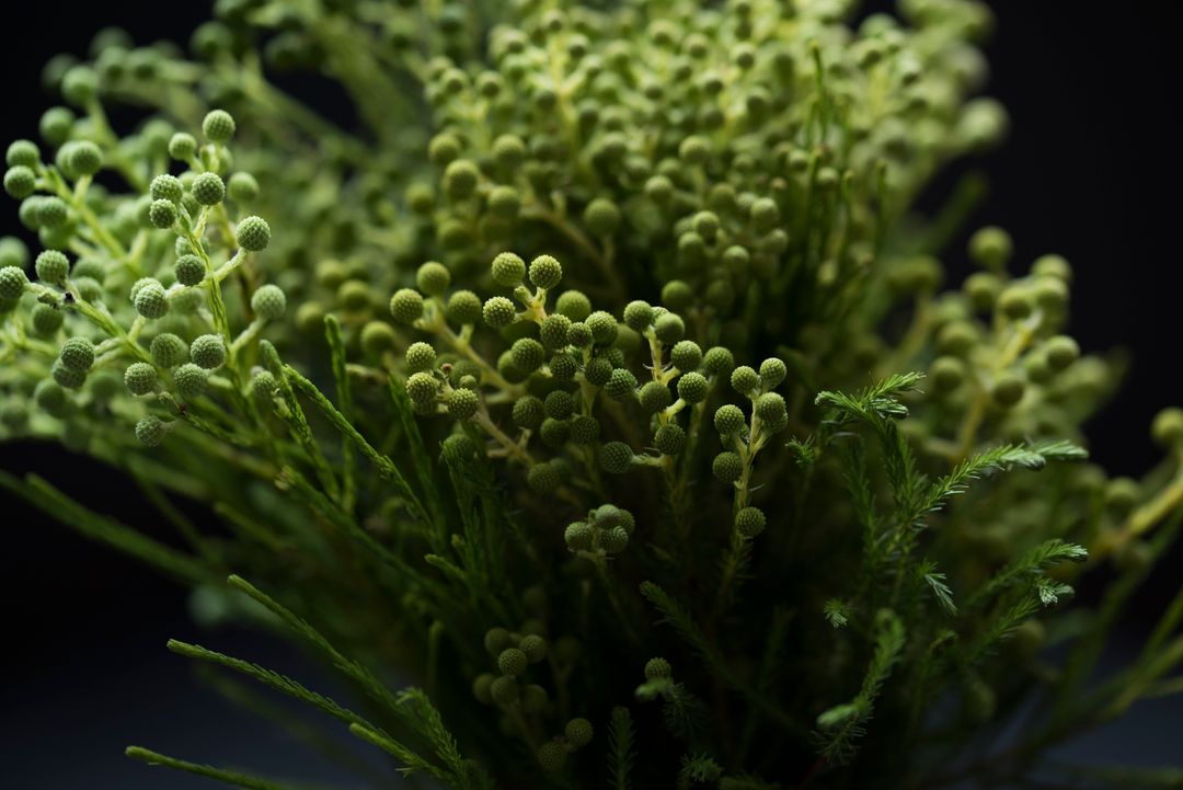 Close-Up of Green Plant with Rounded Flower Buds in Darkened Background - Free Images, Stock Photos and Pictures on Pikwizard.com